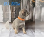 Small #6 Chihuahua