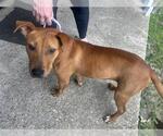 Small American Pit Bull Terrier