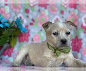 Australian Cattle Dog Puppy for sale in LANCASTER, PA, USA