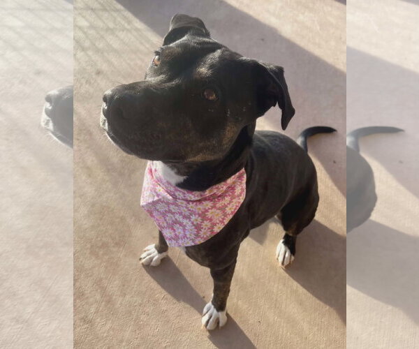 Medium Photo #6 American Pit Bull Terrier-Unknown Mix Puppy For Sale in Peralta, NM, USA