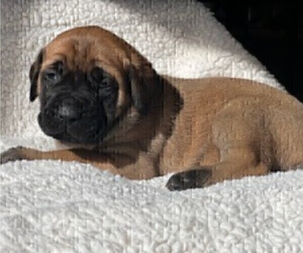Medium Photo #5 Mastiff Puppy For Sale in BIXBY, OK, USA