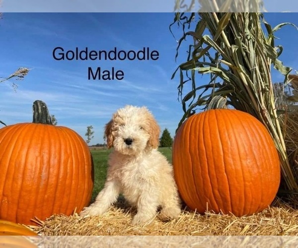 Medium Photo #3 Goldendoodle (Miniature) Puppy For Sale in CONVOY, OH, USA