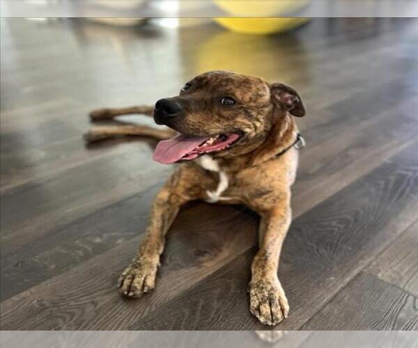 Medium Photo #3 Mutt Puppy For Sale in Las Vegas, NV, USA