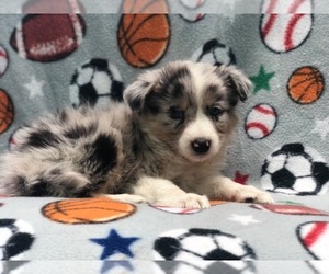 Australian Shepherd Puppy for sale in LAKELAND, FL, USA