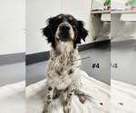 Small #1 Border Collie