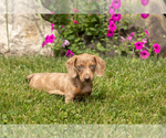 Image preview for Ad Listing. Nickname: Hannah