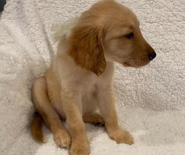 Medium Photo #14 Golden Retriever Puppy For Sale in RICHMOND, MI, USA