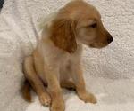 Small #13 Golden Retriever