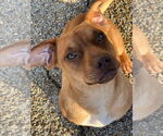 Small #7 Dachshund Mix