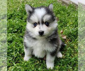 Pomsky Puppy for sale in LOS ANGELES, CA, USA