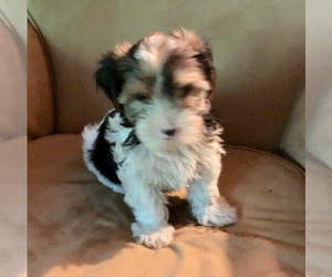 Yorkshire Terrier Puppy for sale in CHAGRIN FALLS, OH, USA