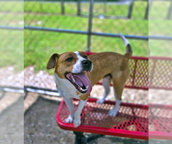 Medium Photo #5 Mutt Puppy For Sale in Crandall, GA, USA