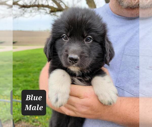 Medium Photo #1 Great Pyrenees-Newfoundland Mix Puppy For Sale in BERESFORD, SD, USA