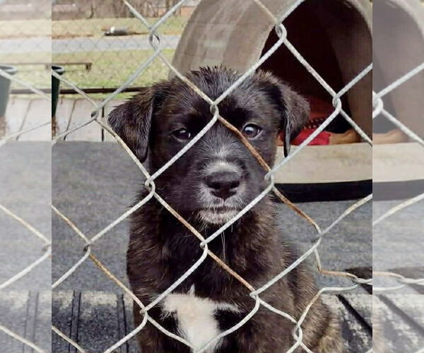 Medium Photo #2 German Shepherd Dog-Unknown Mix Puppy For Sale in Columbus, IN, USA