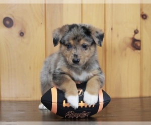 German Shepherd Dog-Welsh Cardigan Corgi Mix Puppy for sale in APPLE CREEK, OH, USA