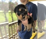 Small Photo #6 Rottweiler Puppy For Sale in SYLVANIA, AL, USA