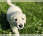 Small Photo #4 English Cream Golden Retriever Puppy For Sale in WOOSTER, OH, USA