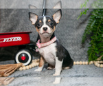 Small Photo #3 Chihuahua Puppy For Sale in DELTA, PA, USA