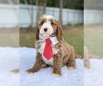 Small Photo #15 Goldendoodle Puppy For Sale in FROSTPROOF, FL, USA