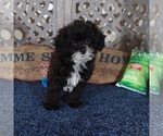 Small #3 ShihPoo