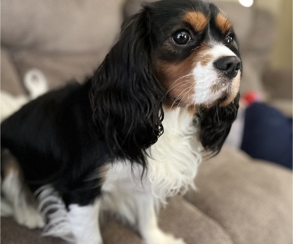 Medium Photo #1 Cavalier King Charles Spaniel Puppy For Sale in WEST LIBERTY, KY, USA