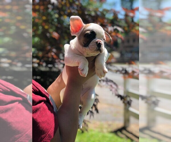 Medium Photo #17 French Bulldog Puppy For Sale in READING, PA, USA