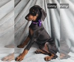 Small #1 Doberman Pinscher