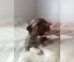 Miniature American Shepherd-Poodle (Miniature) Mix Puppy for sale in ADAMSVILLE, TN, USA