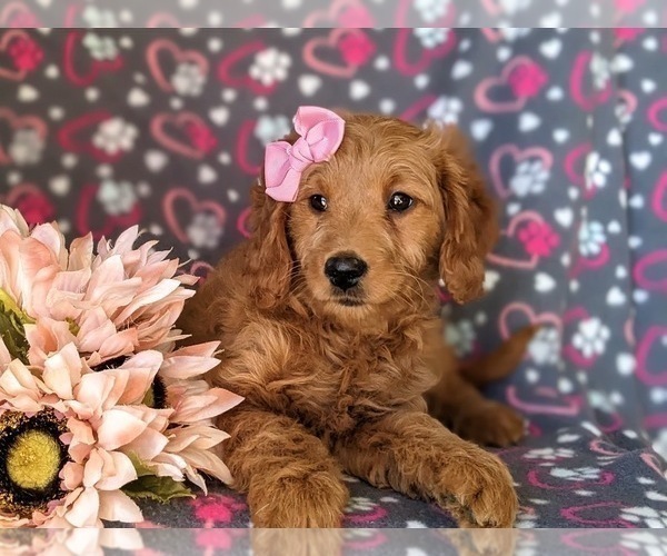 Medium Photo #6 Goldendoodle (Miniature) Puppy For Sale in KIRKWOOD, PA, USA