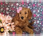 Small Photo #6 Goldendoodle (Miniature) Puppy For Sale in KIRKWOOD, PA, USA