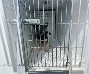 Cardigan Welsh Corgi-German Shepherd Dog Mix Dogs for adoption in Sacramento, CA, USA