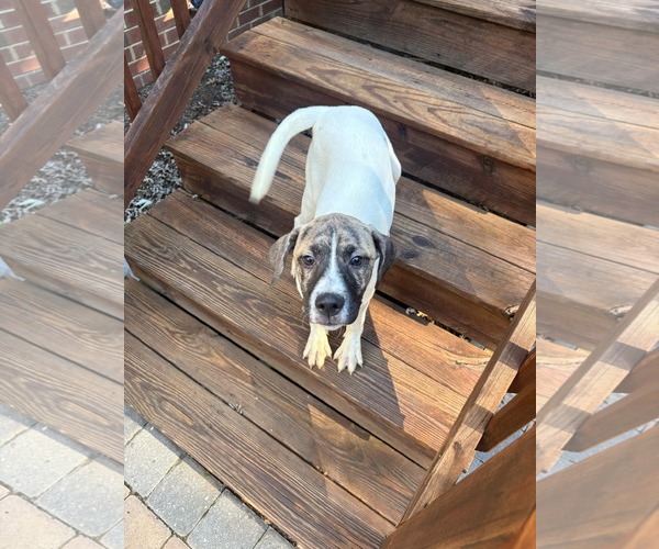 Medium Photo #7 Labrador Retriever-Unknown Mix Puppy For Sale in Holly Springs, NC, USA