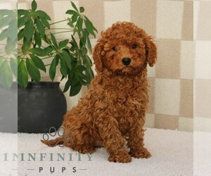 Goldendoodle (Miniature) Puppy for sale in NARVON, PA, USA
