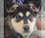 Small #5 Siberian Husky Mix