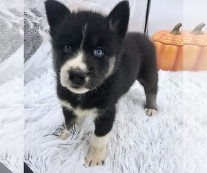 Siberian Husky Puppy for sale in SANDY HOOK, KY, USA