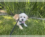 Small #1 Poodle (Miniature) Mix