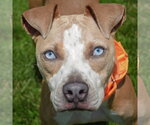 Small American Staffordshire Terrier-Boxer Mix