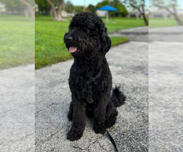 Medium Photo #1 Goldendoodle Puppy For Sale in MIAMI, FL, USA