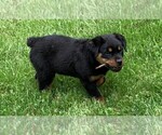 Small Photo #3 Rottweiler Puppy For Sale in FREDERICKSBG, OH, USA