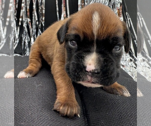 Medium Photo #1 Boxer Puppy For Sale in PAWNEE CITY, NE, USA