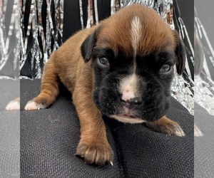 Boxer Puppy for sale in PAWNEE CITY, NE, USA