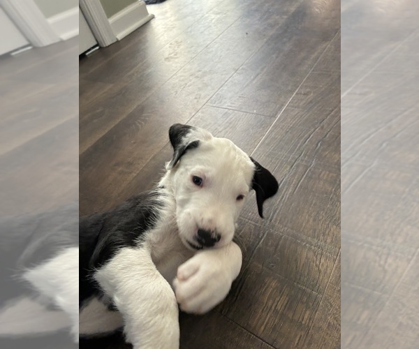 Medium Photo #9 Great Dane-Sheepadoodle Mix Puppy For Sale in EGG HARBOR CITY, NJ, USA