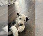 Small Photo #9 Great Dane-Sheepadoodle Mix Puppy For Sale in EGG HARBOR CITY, NJ, USA