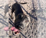 Small #3 American Pit Bull Terrier Mix