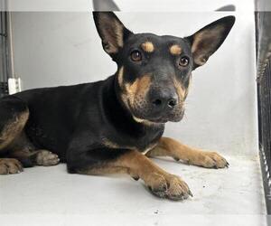 German Shepherd Dog-Unknown Mix Dogs for adoption in Houston, TX, USA