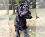 Small #4 Cocker Spaniel