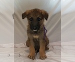 Small Photo #5 German Shepherd Dog Puppy For Sale in CLANTON, AL, USA