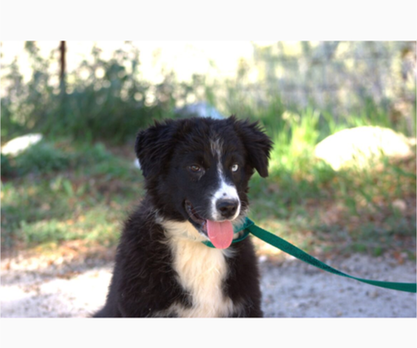 Medium Photo #3 Australian Shepherd Puppy For Sale in ACTON, CA, USA