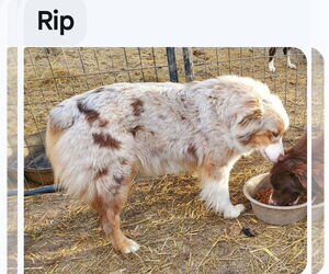 Australian Shepherd Dogs for adoption in Foristell, MO, USA