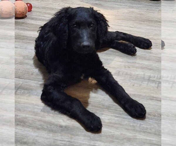 Medium Photo #3 Goldendoodle Puppy For Sale in Fort Worth, TX, USA
